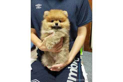 成約済の神奈川県のポメラニアン-282359の2枚目