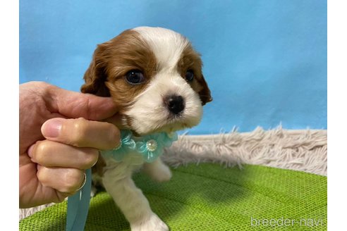 成約済の神奈川県のキャバリアキングチャールズスパニエル-288255の4枚目