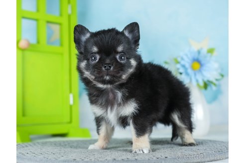 成約済の千葉県のチワワ(ロングコート)-290221の7枚目