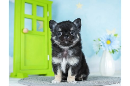 成約済の千葉県のチワワ(ロングコート)-290221の9枚目