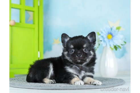 成約済の千葉県のチワワ(ロングコート)-290221の2枚目