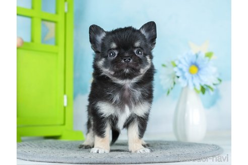 成約済の千葉県のチワワ(ロングコート)-290221の4枚目