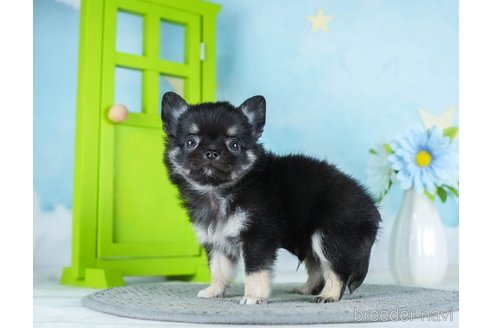 成約済の千葉県のチワワ(ロングコート)-290221の1枚目