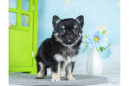 成約済の千葉県のチワワ(ロングコート)-290221の6枚目