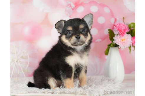 成約済の千葉県のチワワ(ロングコート)-290222の10枚目