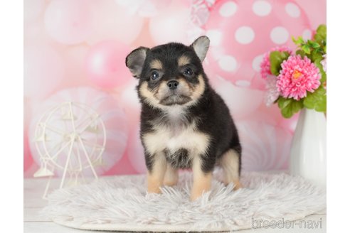 成約済の千葉県のチワワ(ロングコート)-290222の4枚目