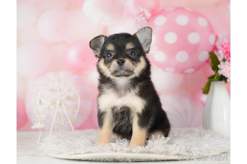 成約済の千葉県のチワワ(ロングコート)-290222の6枚目