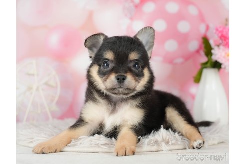 成約済の千葉県のチワワ(ロングコート)-290222の8枚目