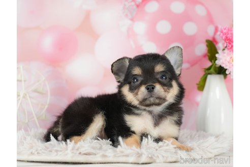 成約済の千葉県のチワワ(ロングコート)-290222の5枚目