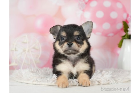 成約済の千葉県のチワワ(ロングコート)-290222の9枚目