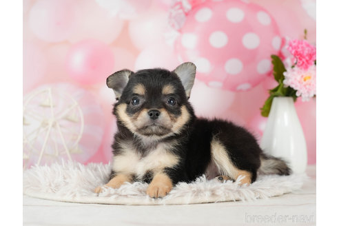 成約済の千葉県のチワワ(ロングコート)-290222の1枚目