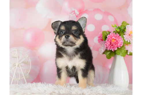 成約済の千葉県のチワワ(ロングコート)-290222の2枚目