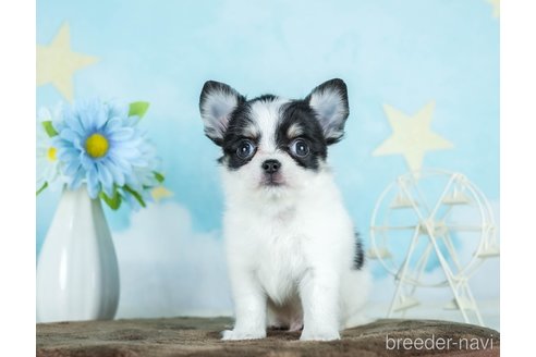 成約済の千葉県のチワワ(ロングコート)-290225の4枚目