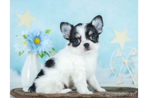 成約済の千葉県のチワワ(ロングコート)-290225の5枚目