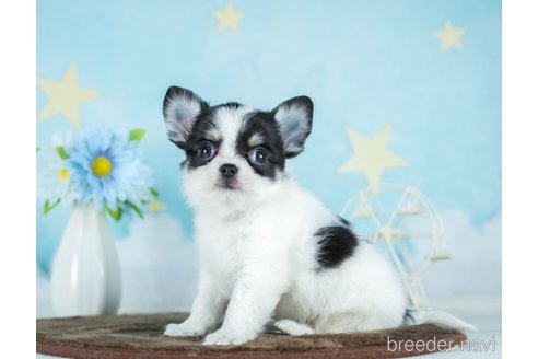 成約済の千葉県のチワワ(ロングコート)-290225の1枚目