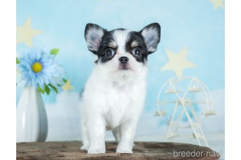 成約済の千葉県のチワワ(ロングコート)-290225の6枚目