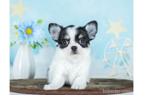 成約済の千葉県のチワワ(ロングコート)-290225の9枚目