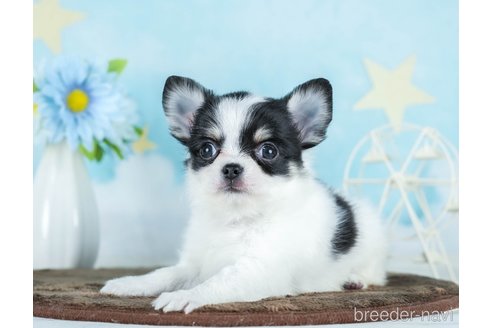 成約済の千葉県のチワワ(ロングコート)-290225の7枚目