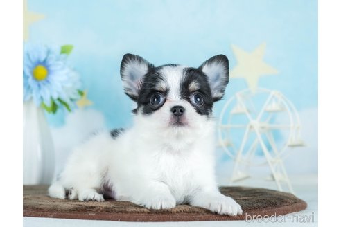 成約済の千葉県のチワワ(ロングコート)-290225の10枚目