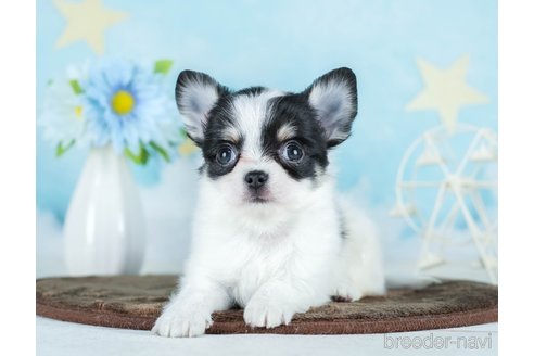 成約済の千葉県のチワワ(ロングコート)-290225の2枚目