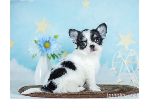 成約済の千葉県のチワワ(ロングコート)-290225の3枚目