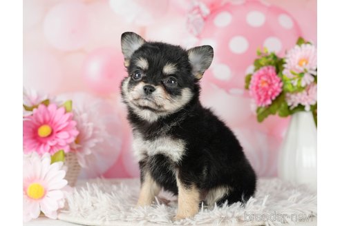 成約済の千葉県のチワワ(ロングコート)-290230の3枚目