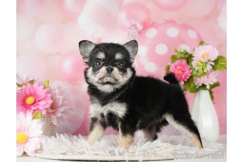 成約済の千葉県のチワワ(ロングコート)-290230の4枚目