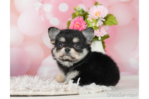 千葉県のチワワ(ロングコート)｜女の子・2023/12/09生まれ・ブラック