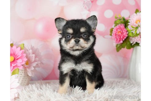 成約済の千葉県のチワワ(ロングコート)-290230の5枚目