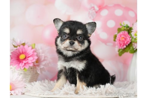 成約済の千葉県のチワワ(ロングコート)-290230の8枚目