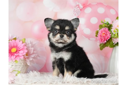 成約済の千葉県のチワワ(ロングコート)-290230の7枚目