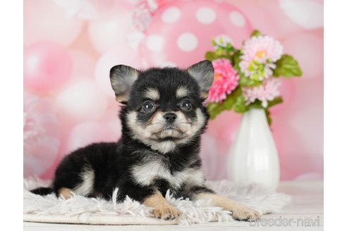 成約済の千葉県のチワワ(ロングコート)-290230の9枚目