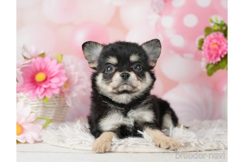 成約済の千葉県のチワワ(ロングコート)-290230の2枚目