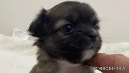 成約済の滋賀県のチワワ(ロングコート)-284866の2枚目