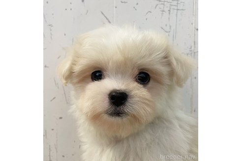 千葉県のマルシーズー:マルチーズ×シーズー｜男の子・2023/12/02