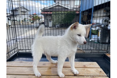 成約済の広島県の柴犬-290337の4枚目