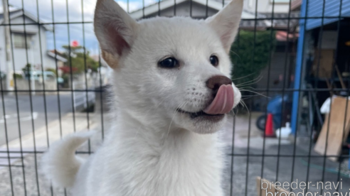 成約済の広島県の柴犬-290337