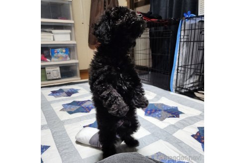 成約済の岡山県のトイプードル-282074の24枚目