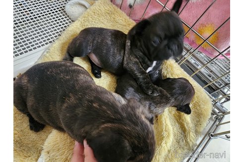 成約済の愛知県のフレンチブルドッグ-290394の4枚目