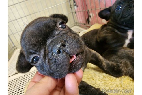 成約済の愛知県のフレンチブルドッグ-290394の2枚目