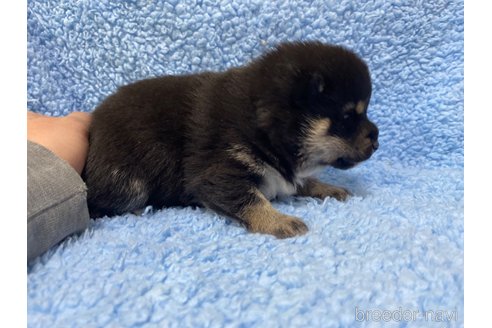 成約済の岡山県の豆柴-290407の4枚目