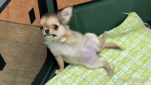 成約済の神奈川県のチワワ(ロングコート)-281818の8枚目