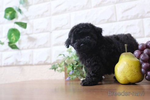 成約済の滋賀県のトイプードル-287764の2枚目