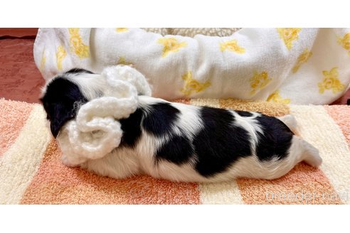 成約済の埼玉県のその他の犬種-289163の5枚目