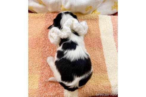 成約済の埼玉県のその他の犬種-289163の4枚目