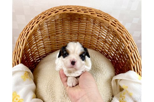 成約済の埼玉県のその他の犬種-289163の2枚目