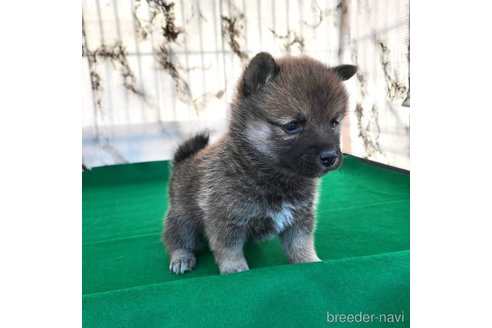 成約済の茨城県のミックス犬-288328の15枚目