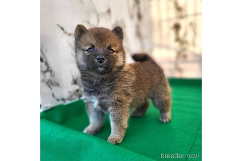 成約済の茨城県のミックス犬-288328の14枚目