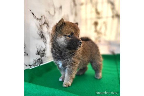 成約済の茨城県のミックス犬-288328の12枚目