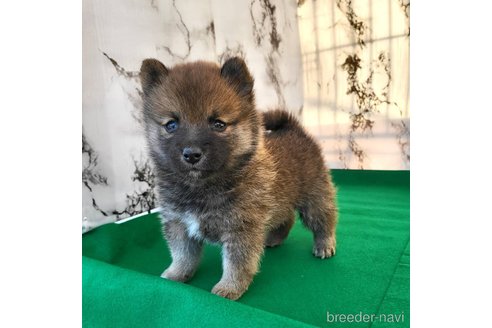 成約済の茨城県のミックス犬-288328の13枚目